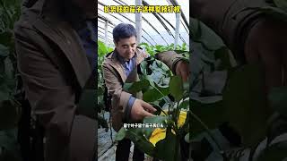 长势旺的茄子如何整枝，来看看寿光菜农是怎么做的#增产增收才是硬道理 #关注我每天为你分享更多农业知识 #服务三农支持三农 #三农种植 #新农人计划