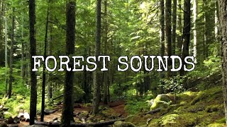 FOREST SOUND - เสียงนกร้องในป่า