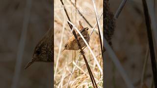 3 Vogelstimmen, die du im FRÜHLING häufig hörst: Distelfink, Zilpzalp, Zaunkönig 🎶 🎵🐤