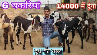 दूध के लिए बकरियां top quality punjbi goat's breeds in punjab