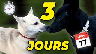 3 JOURS POUR BIEN COMPRENDRE SON CHIEN