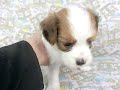 0904パピヨン子犬ロブションm