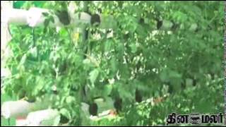 Agriculture without sand at Kovai - Dinamalar Feb 21st 2015 Tamil Video News