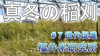 ☃️真冬にも🌾稲刈するんです！【福井米研究所　第７回世代促進編】交配したお米の遺伝子を固定します　#品種改良#米#ご飯#世代促進#温室#稲#研究#農業試験場#遺伝子#米袋一門