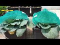 긴 장마로 망한 양배추♨ㅣgrowing cabbages from sowing to harvest