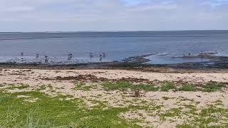 AMRUM, Steenodde, Idylle am Wasser, Gänse und andere Vögel... 16.7.2o19