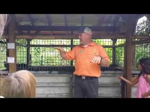Homestead || No work, Small space pig pen Homestead || No work, Small space pig pen