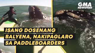 Isang dosenang balyena, nakipaglaro sa paddleboarders | GMA News Feed