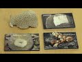 Coral Shapes | California Academy of Sciences