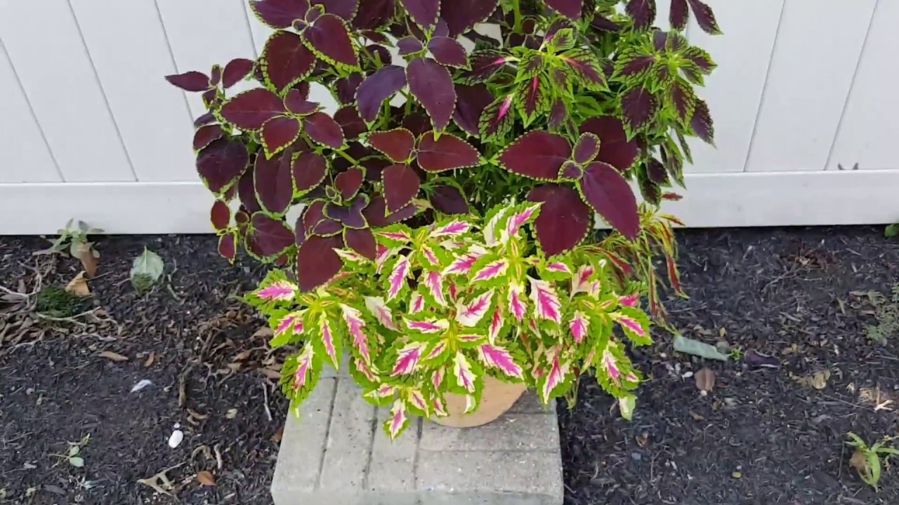 OverWintering Coleus +PRACTICAL Tips - YouTube