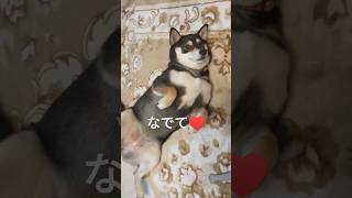 お腹をなでられたい柴犬　 #shorts #柴犬 #犬