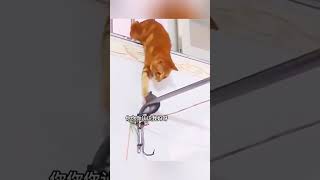 猫鼠之间的斗智斗勇#搞笑   #解压   #搞笑配音  #animals