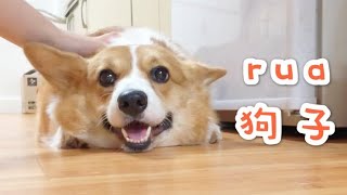 柯基cookie|Smiling well， Cute Corgi