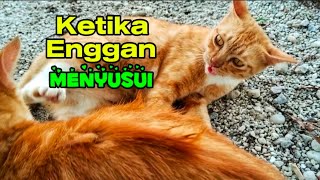 BEGINILAH SIKAP INDUK KUCING KETIKA MENOLAK MENYUSUI ANAKNYA !