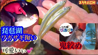 【ワカサギ】琵琶湖で釣るんじゃないよ。掬うっ！！鬼絞めで持ち帰るよ