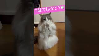 ご飯のおねだりする猫ちゃん#shorts #ねこのいる生活