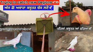 Trying to catch new pegions🕊👀|| ਅੱਜ 2 ਅਵਾਰਾ ਕਬੂਤਰ ਚੱਕ ਲਏ🕊|| ਦੇਖੋ ਸਾਰਾ ਵਲੋਗ