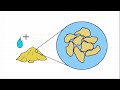 bulking of sand compaction curve of sands elementary engineering