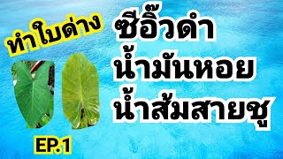 2วิธี ทำใบด่าง สูตรที่1นํ้าสายชู สูตรที่2ซีอิ๋วดำกับนํ้ามันหอย