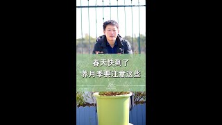 2月花事——春天快到了，养月季要注意这些事【天狼说月季】