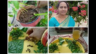 25.Herbal tea తయారీ విధానం/మిద్దె తోట ఆకులతో/thyroid,diabetes control