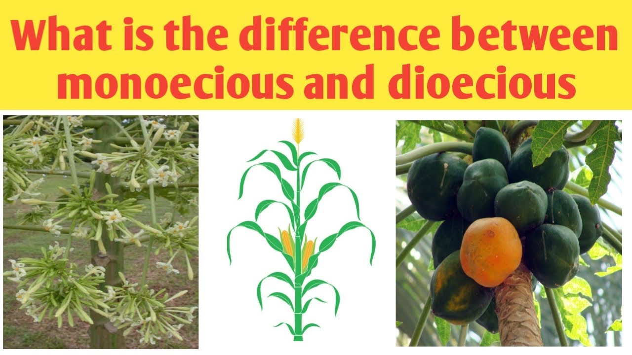 Difference Between Monoecious And Dioecious Plant | Bisexual Flower ...