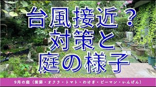 【家庭菜園】9月の庭の畑の様子と台風対策！オクラに支柱・緑のカーテンは固定　~Typhoon measures in the garden~