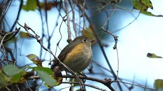 ルリビタキ(瑠璃鶲♀)の水浴び　～ Red-flanked bluetail bathing ～