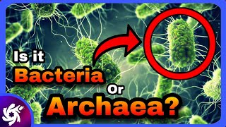 Bacteria vs Archaea Explained | Key Differences & Extremophiles