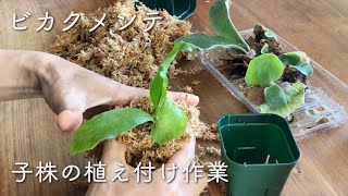 ビカクシダのメンテナンス 子株をミズゴケで鉢に植える