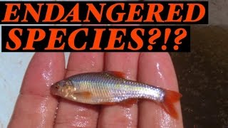 FEDERALLY ENDANGERED SPECIES Sampling! - Topeka Shiner Sampling