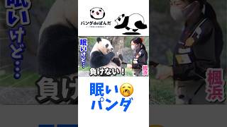 【パンダアイドル楓浜】どんなに眠くてもやる時はやる🐼浜の女子はたくましい！食がいのちw