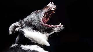 Dogs Barking at Night [1 HOUR]