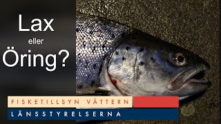 Följ med Fisketillsyn Vättern, lär dig om nya Svenskafiskeregler.se och skillnaden på lax och öring