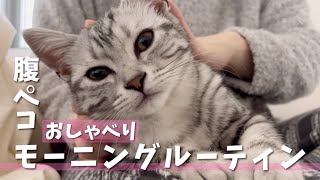 【生後4ヶ月】子猫の ちょっと癖ありモーニングルーティン💓 アメショ\u0026スコティッシュ