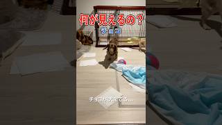 保護犬の異変…何もないのに吠え続ける🐶💦