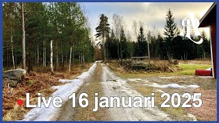 🔴 Live med Anders på landet 16 januari 2025