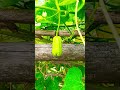 organic vegetables#tranding #shortsfeed #shorts #vegetables #viral_video