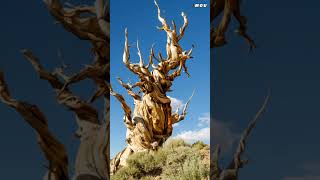 World's Oldest Living Tree Mystery