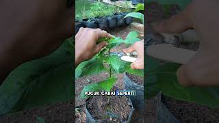 Lakukan cara ini agar tanaman cabai berbuah lebat.#garden#gardening#farming