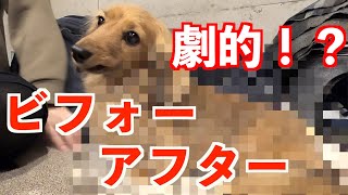 【元保護犬】久しぶりのすっきりカットで生まれ変わった愛犬がこちらです【カニンヘンダックスえびすの日常】