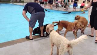 Ruby Ivy Pooch Plunge (4)