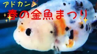 春のきんぎょ祭り２０１９アドカン