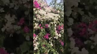 എത്ര മനോഹരമായ പൂക്കൾ അല്ലേ / bougainvillea flowers