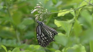 「蝴蝶王國」翩翩花上蝶飛舞 友善生態迎嬌客｜蝴蝶生態