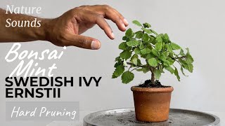 Hard Pruning Swedish Ivy, Plectranthus Ernstii, Aug 2023