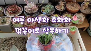 여름 야생화 초화화⚘️, 꺾꽂이도 잘 되어요😊👍 #야생화 #초화화 #꺾꽂이 #삽목