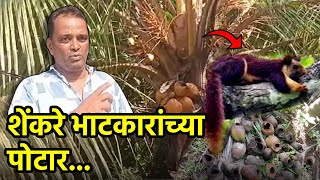 With Land Conversions On The Rise, Farmers Take The Hit As Animals Seek Refuge || Goa365 TV