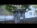 【映画db】「猫たちのアパートメント」予告編（監督： チョン・ジェウン ）