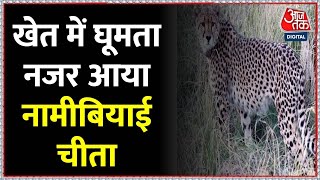 Shivpuri के खेतों में घूमता दिखा कूनो से भागा नामीबियाई Cheetah, लोगों ने बनाया Video | Aaj Tak